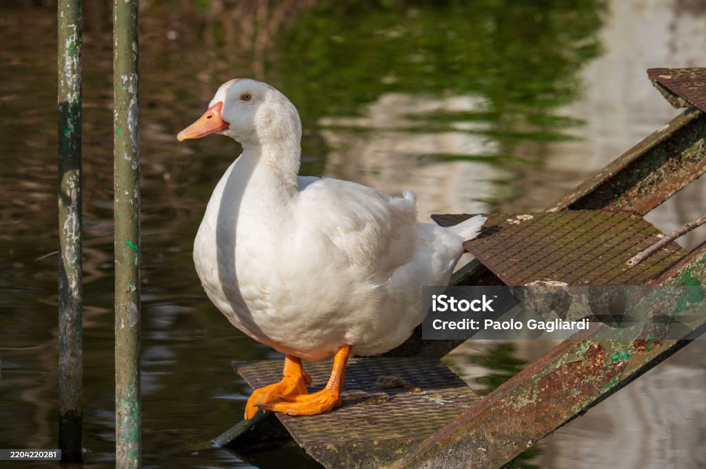 Anatra Bianca Stock Photo Download Image Now American Pekin Duck 