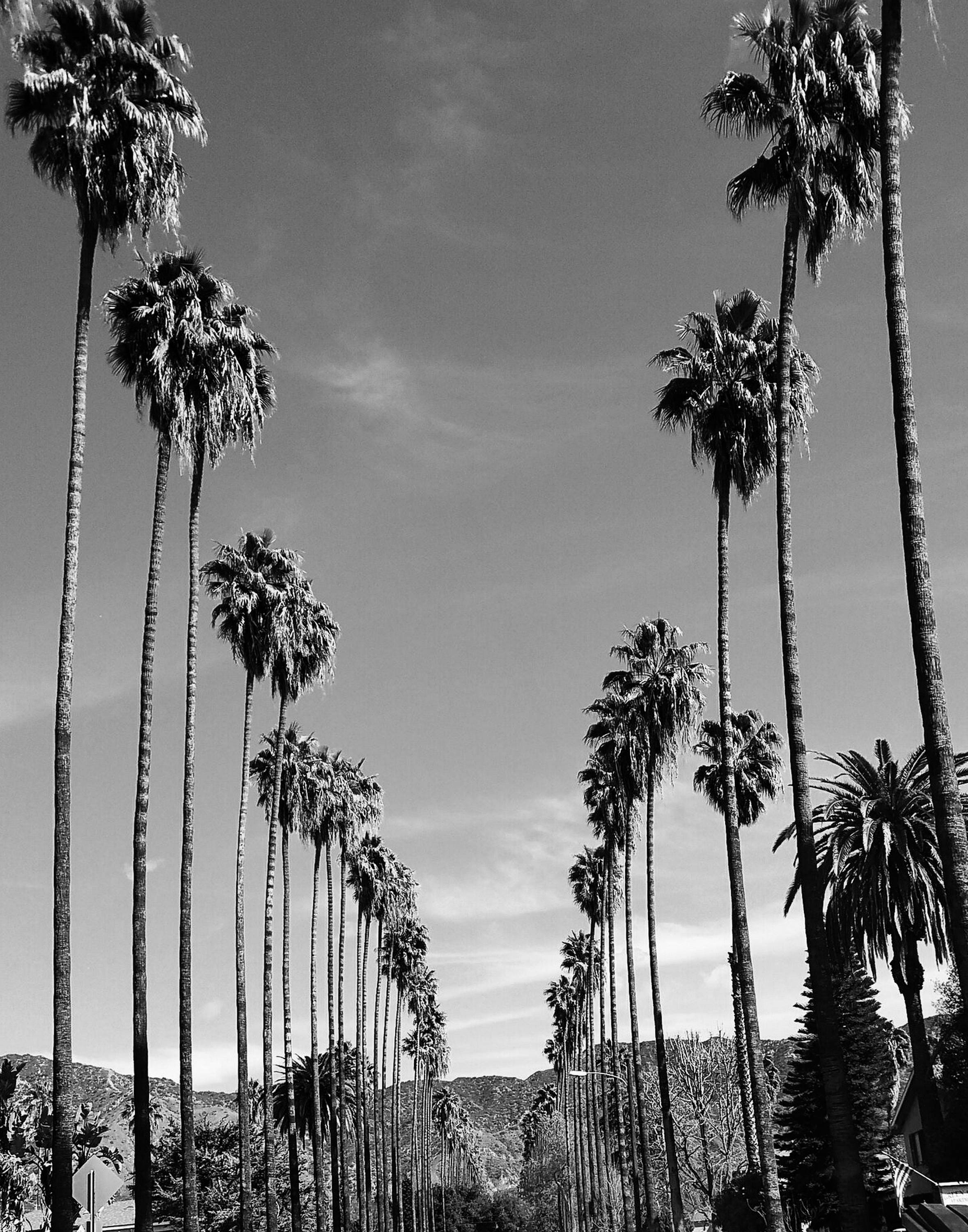 California Palm Tree Drawing ubicaciondepersonascdmxgobmx