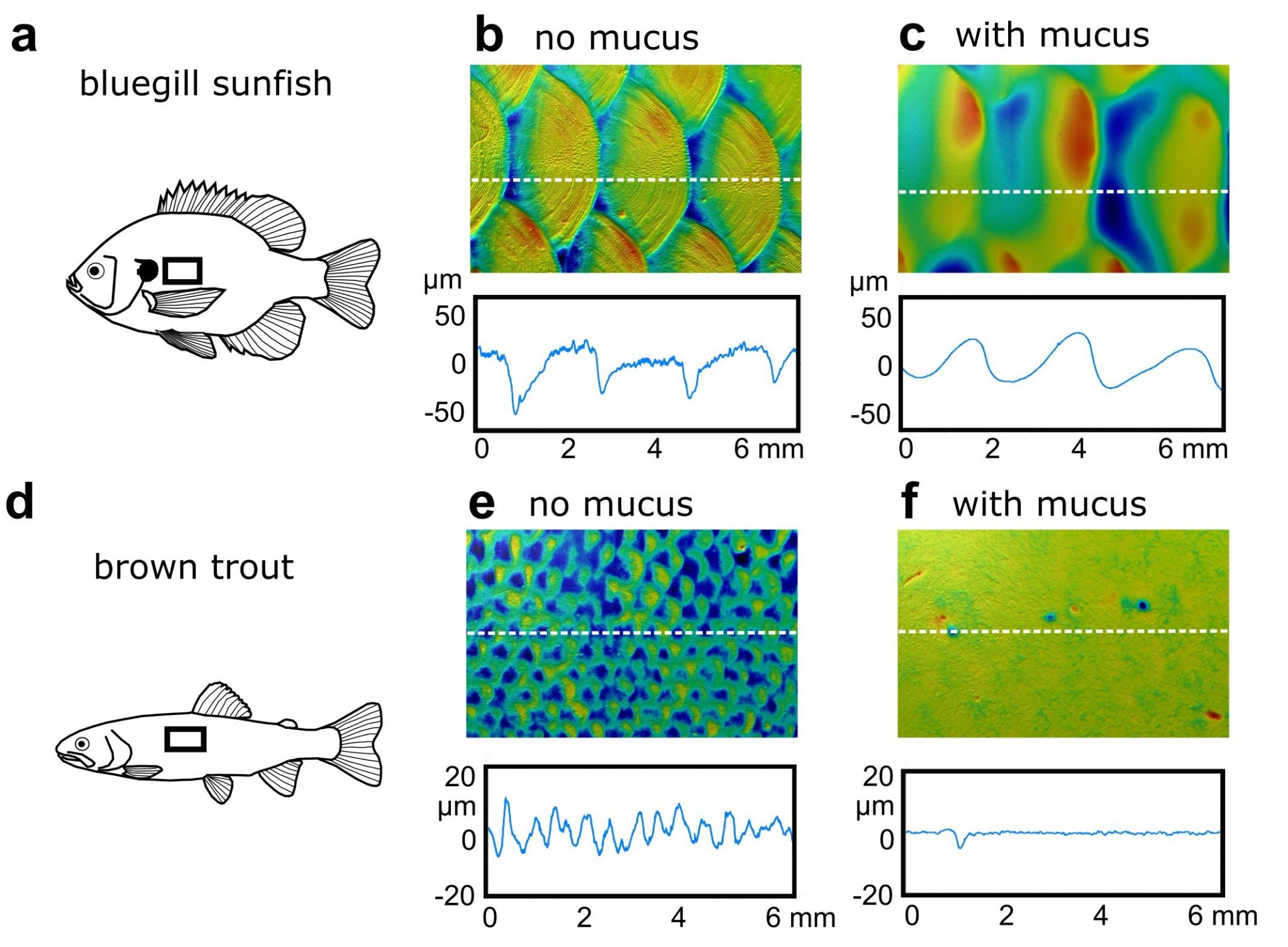 Imaging fish scale topography in situ Digital Surf