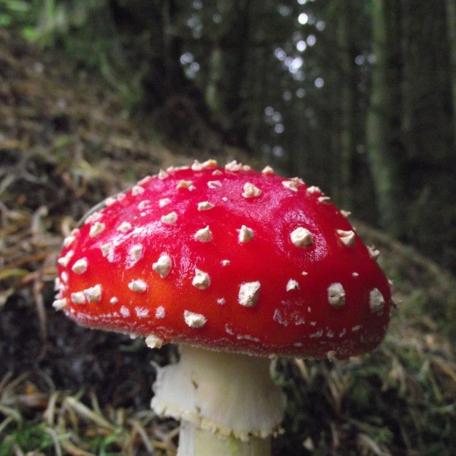 red and white fly agaric mushroom on Picfaircom Stuffed mushrooms 