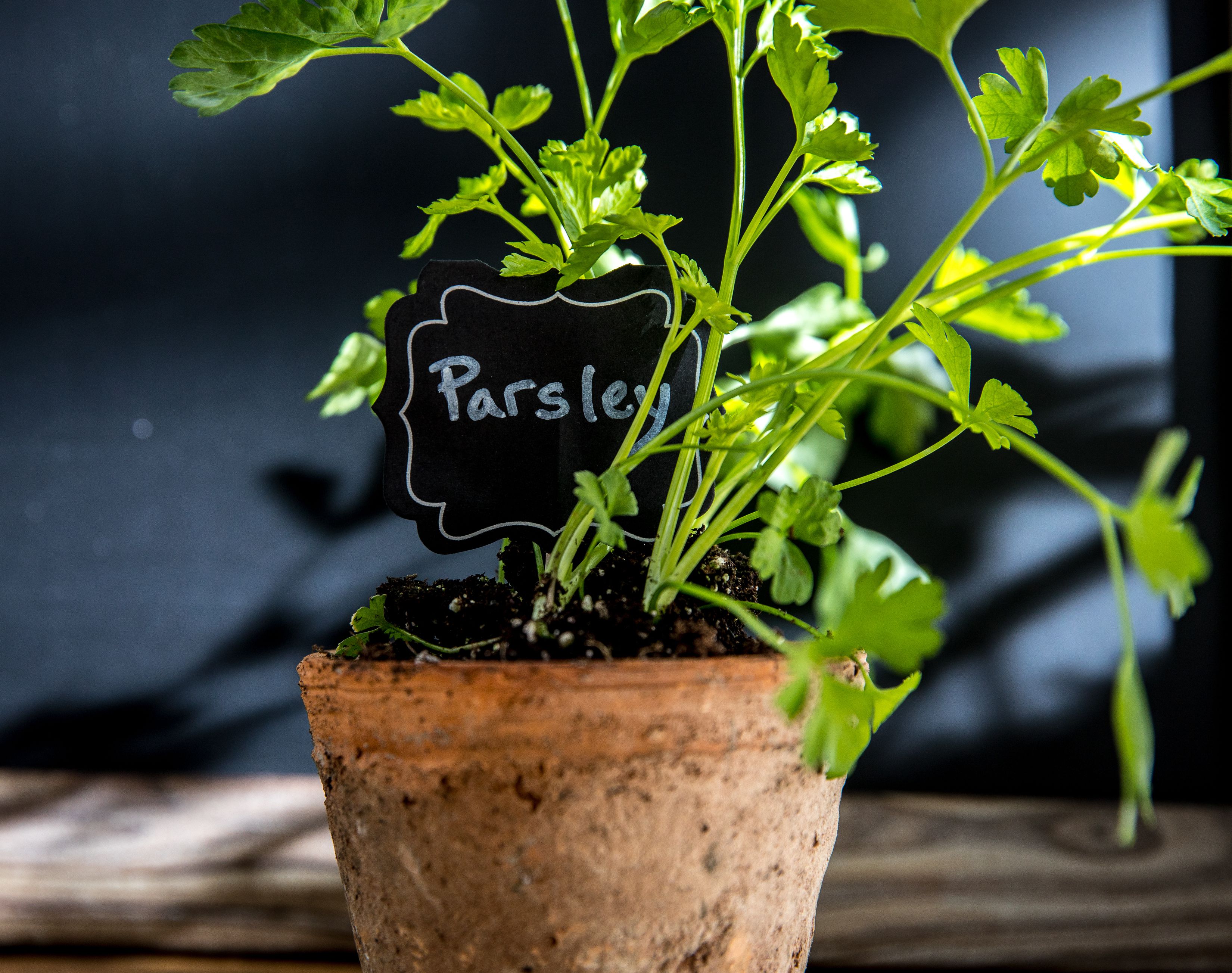 10 Common Plants That Are Toxic to Birds
