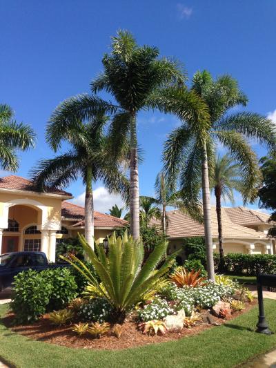 The Symbolism of Palm Trees in Californias Landscape