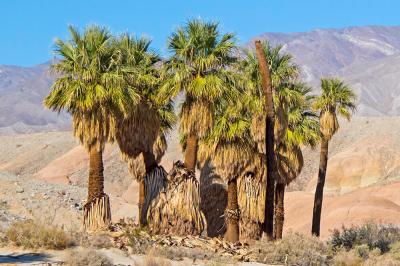 The Significance of Palm Trees in California Culture