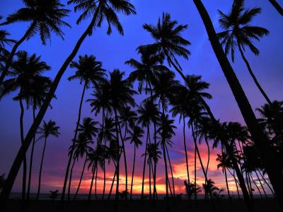 The Evolution of Palm Tree Imagery in California Advertising