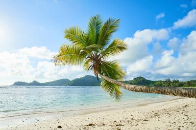 Incorporate Palm Tree Vectors into Tropical Themes