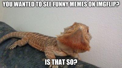 How to Search and Find Memes on Imgflip