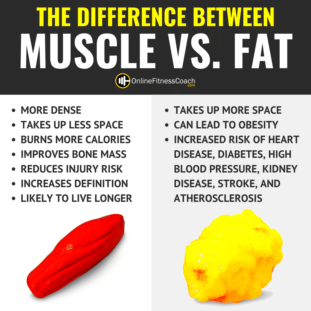 Muscle vs Fat Whats The Difference Online Fitness Coach