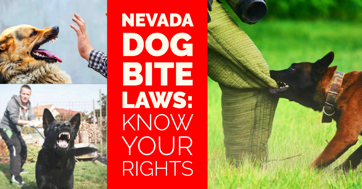 Nevada Dog Bite Laws Know Your Rights Matt Dion Law