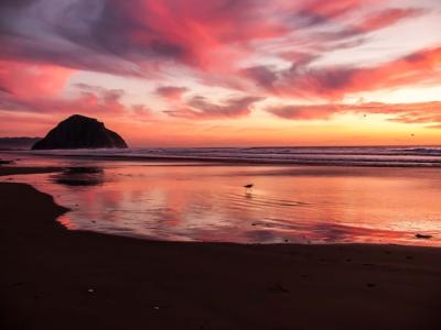 Mesmerizing view of a bird walking near the calm ocean during sunset