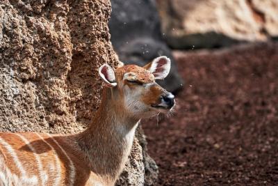 Closeup Shot of Brown Western Sitatunga in a Zoo