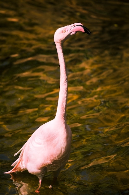 Flamingo – Free Stock Photo