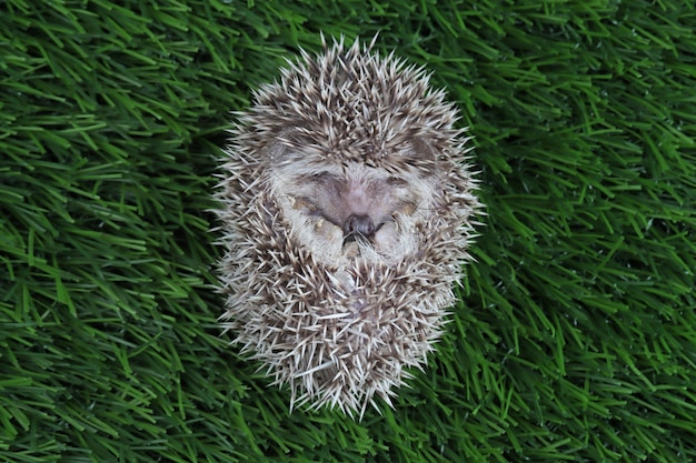 Cute Baby Hedgehog Sleeping on Grass