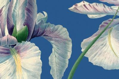 Spring Floral Background with Spanish Iris Illustration