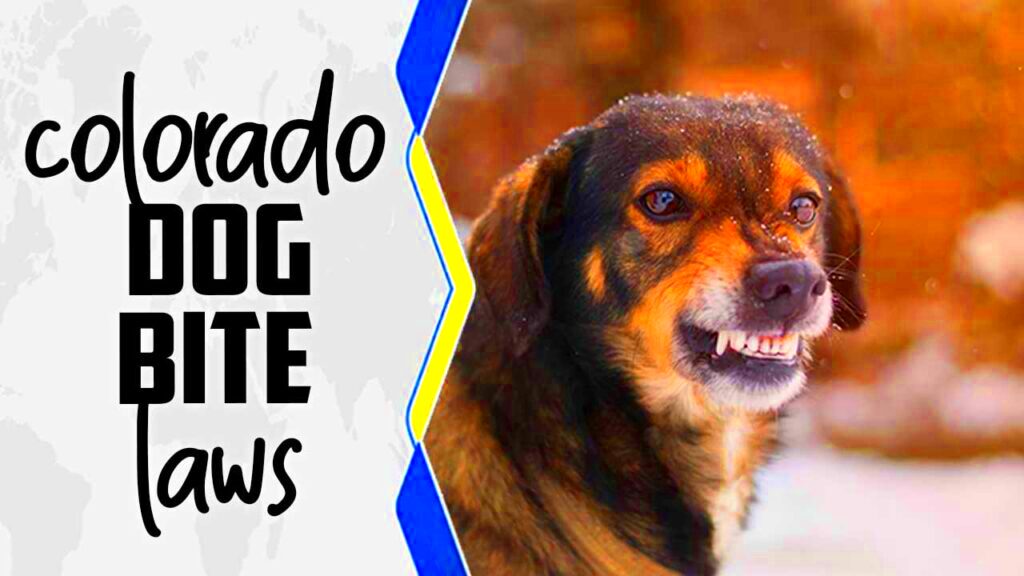 Colorado Dog Bite Laws Explain In Detail