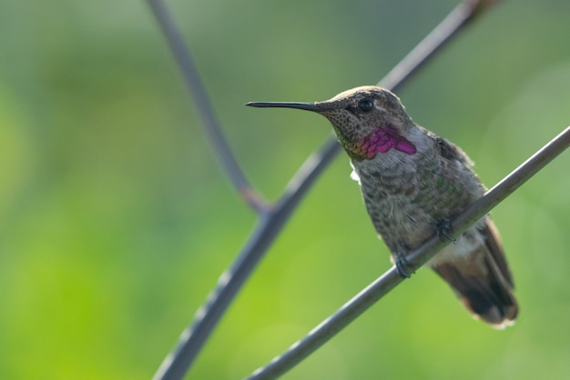 Beautiful Hummingbird Sitting on Branch in Forest – Free Stock Photo Download