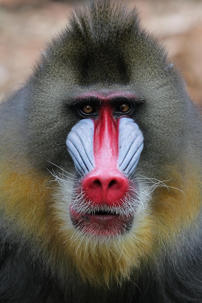 Mandril Monkey Closeup Face – Free Stock Photo for Download