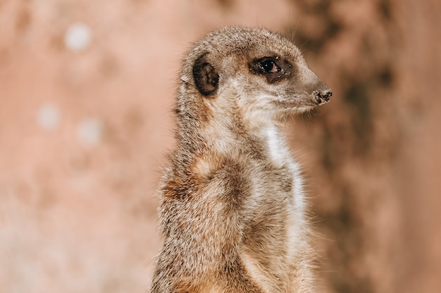 Closeup shot of a small meerkat