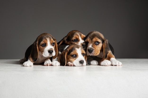 Beagle tricolor puppies posing on grey wall