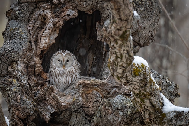 Great Gray Owl Resting in a Tree