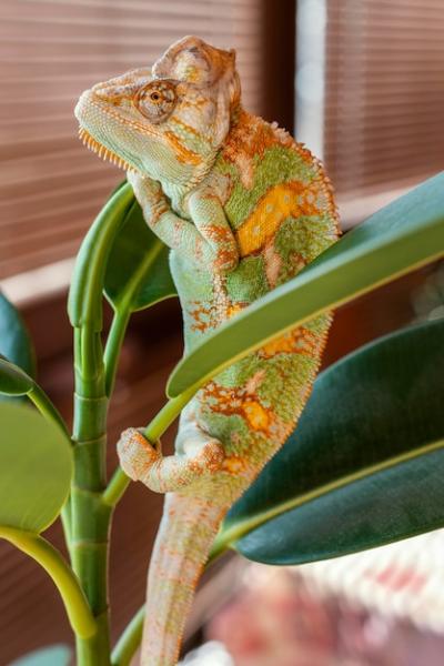 Cute Chameleon on Plant – Free Download