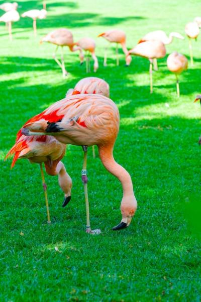 Closeup of beautiful flamingo group searching for food in the grass