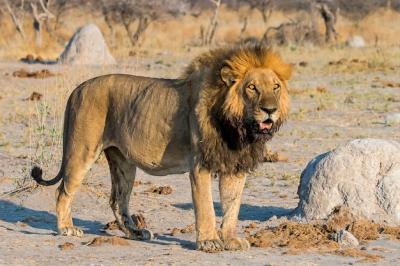 Male lion at dawn watching