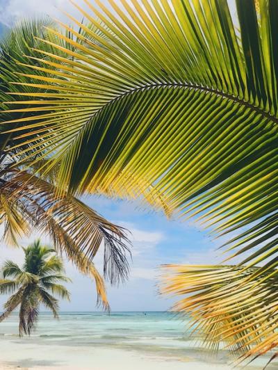 Yellow and green palm leaves on golden beach – Free Stock Photo Download