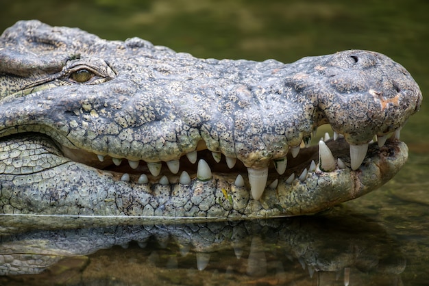 Big Crocodile in National Park of Kenya, Africa