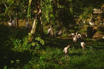 Beautiful Forest Landscape with Pelicans Standing Under Sunlight