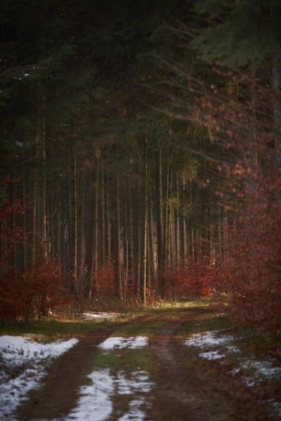 Forest covered in greenery and red leaves with a pathway covered with snow