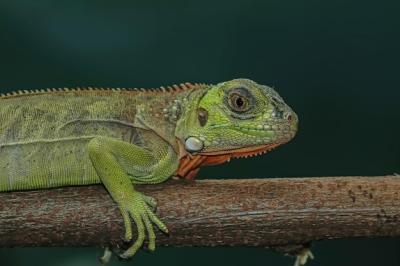 Closeup Head of Green Iguana Side View on Wood – Free Stock Photo