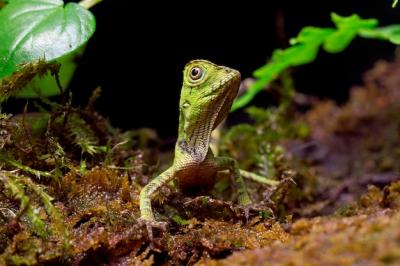 Gonocephalus doriae front view on moss animal closeup – Free Stock Photo Download