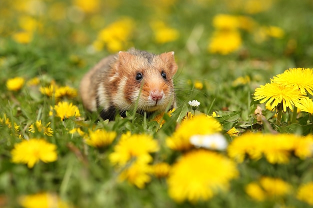 European hamster on a flowering meadow