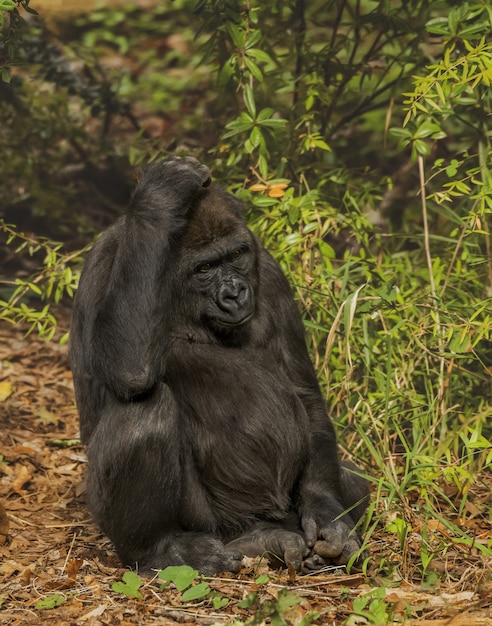 Vertical shot of a gorilla scratching its head with blurred forest background