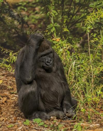 Vertical shot of a gorilla scratching its head with blurred forest background