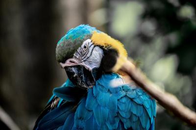 Cute Macaw Parrot Closeup: Free Stock Photo Download