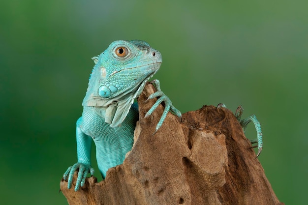 Blue Iguana closeup on branch Grand Cayman Blue on wood with natural background