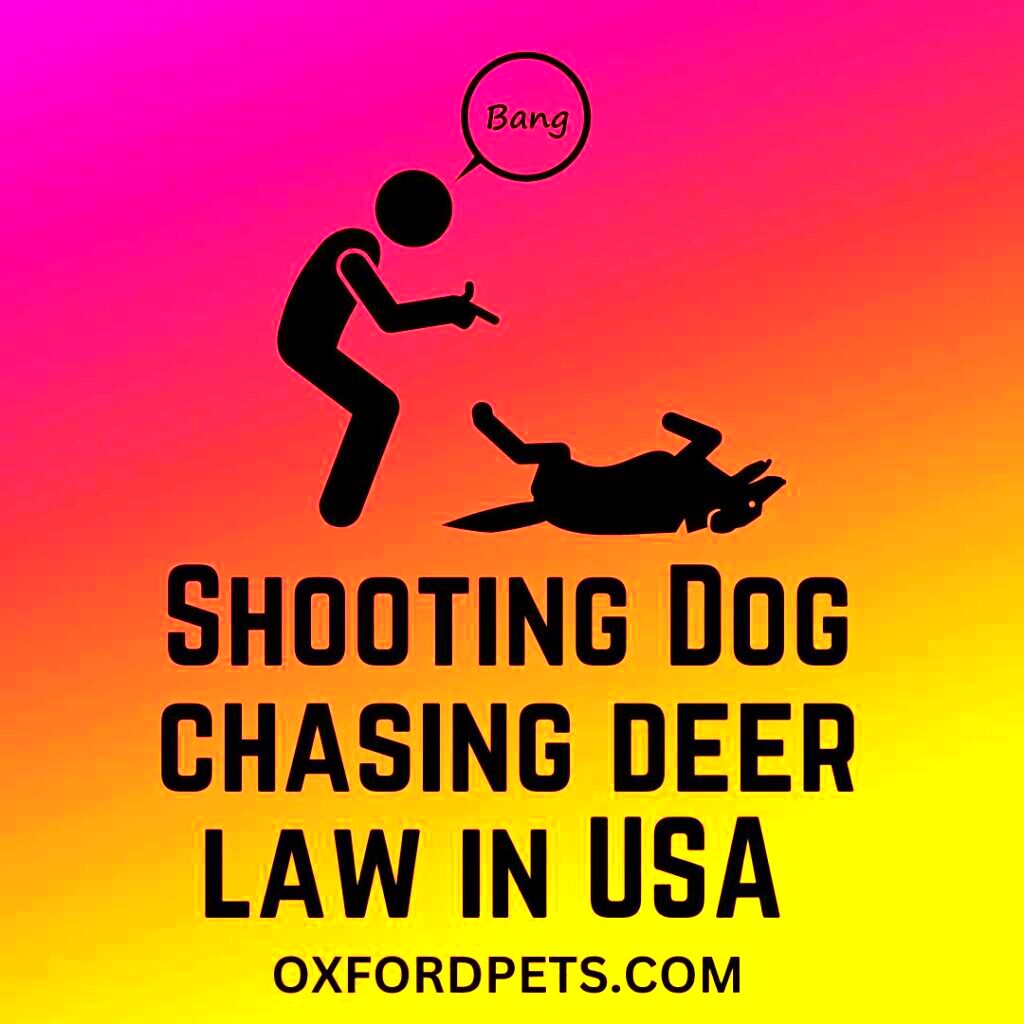 Can You Shoot Dogs Chasing Deer Or Moose 10 Dog Chasing Wildlife Laws 