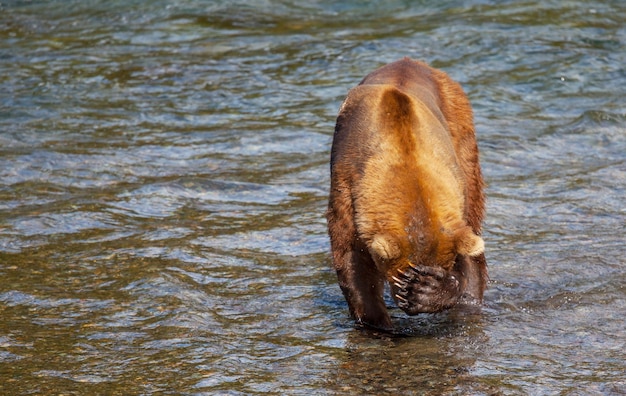 Bear on Alaska – Free Stock Photo