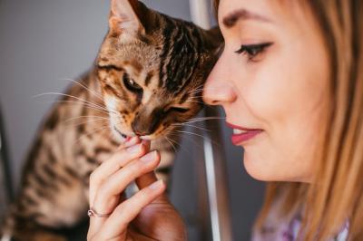 Funny Bengal Cat Playing on Steel Ladder with Woman