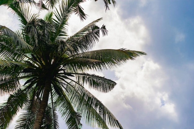 Free Download: Tropical Background with Palms Against the Sky