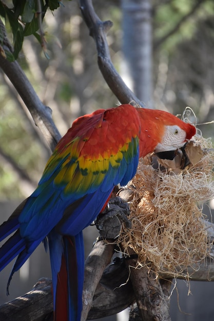 Scarlet Macaw looking for seeds in a straw nest