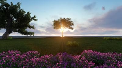 Tree with Sun just behind in a Green Field – Free Stock Photo Download