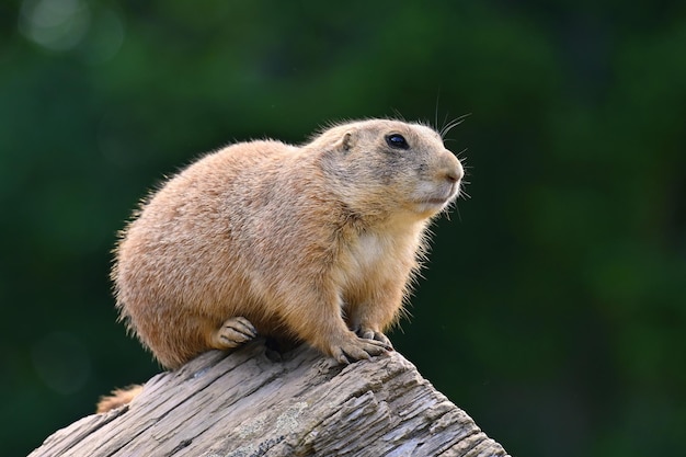 Prairie Dog Cynomys ludovicianus Beautiful Cute Animal