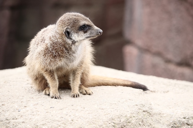 Meerkat on a Rock: Free Download Stock Photo