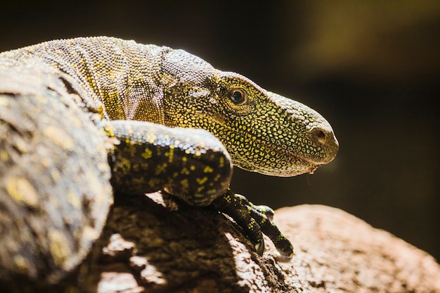 Download Komodo Dragon Stock Photo for Free