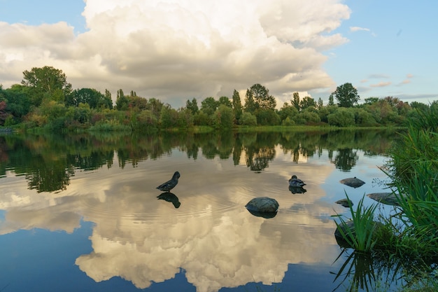 The ducks swimming in the lake with reflections of clouds in the water – Free Stock Photo