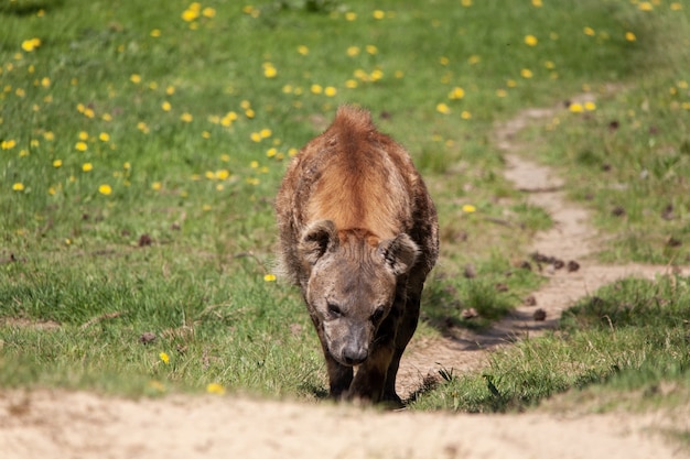 Hyena Walking Up the Hill in a Dutch Zoo