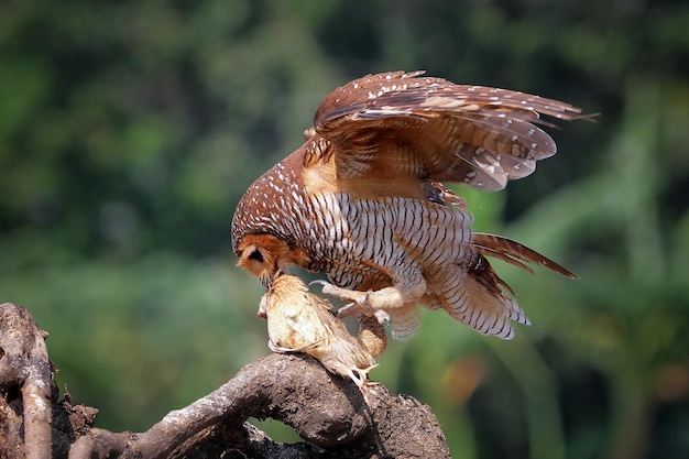 Owls Catching Prey for Small Chickens: Animal Closeup in Hunt