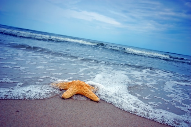 Beautiful Starfish on the Seashore